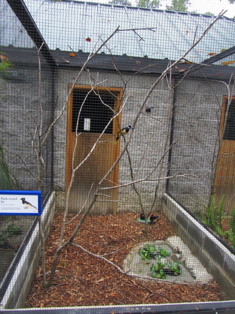 Wings of the Tropics- Plush-crested Jay Aviary