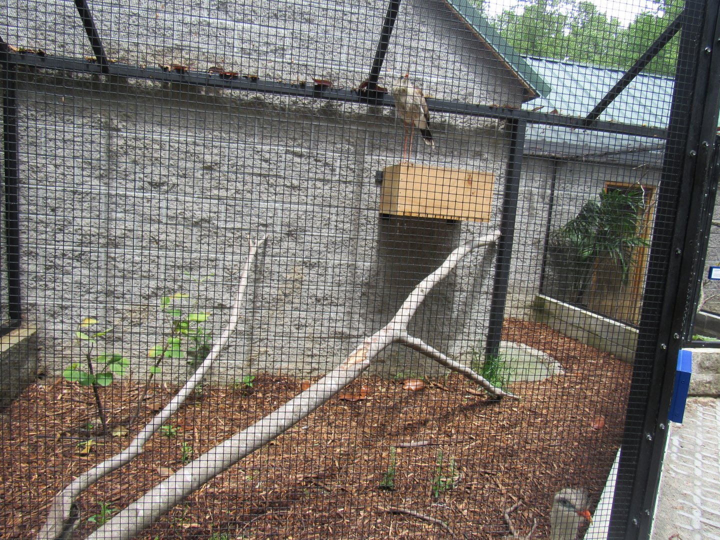 Wings of the Tropics- Seriema Aviary