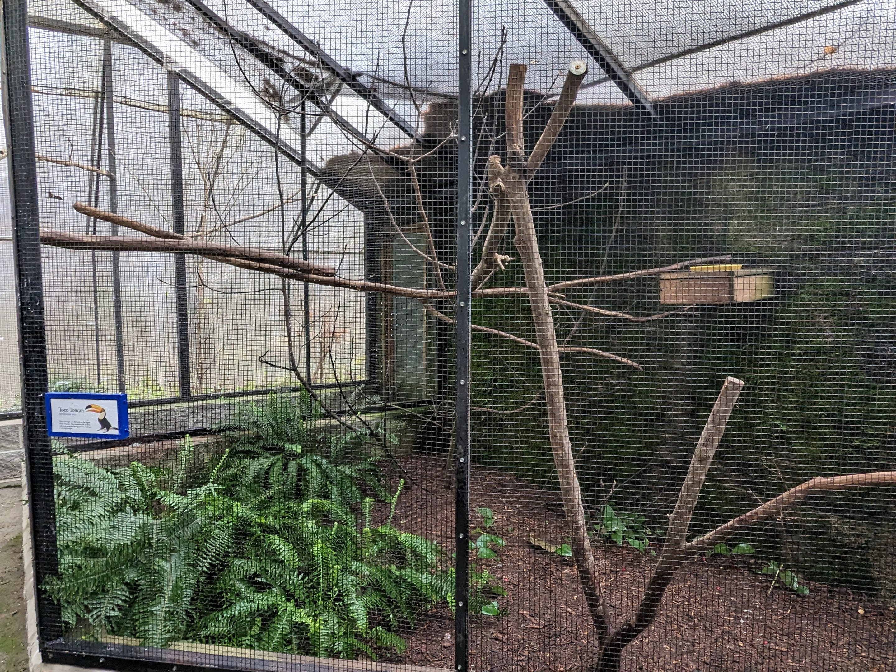 Wings of the Tropics - Toco toucan aviary