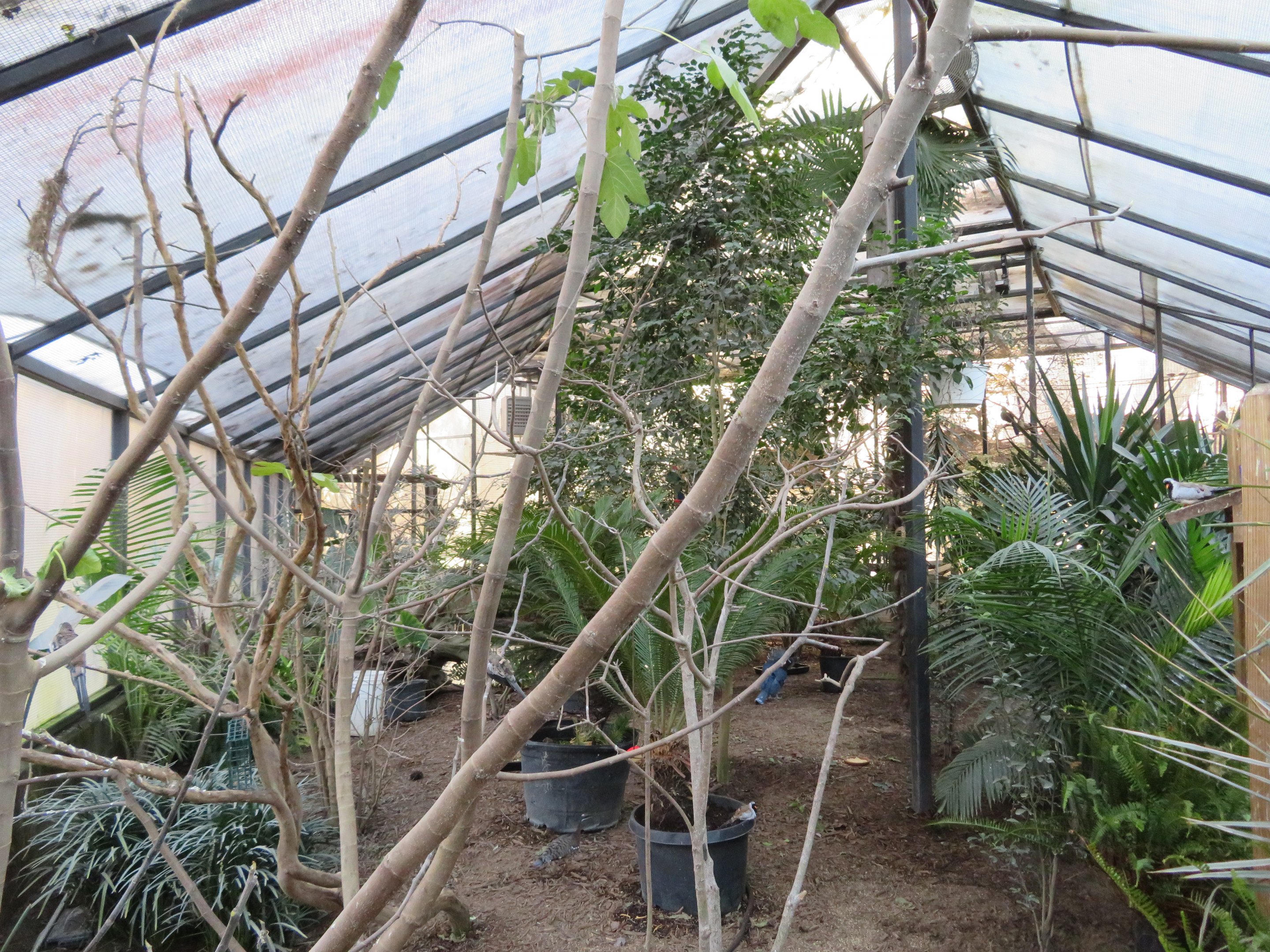 Wings of the Tropics