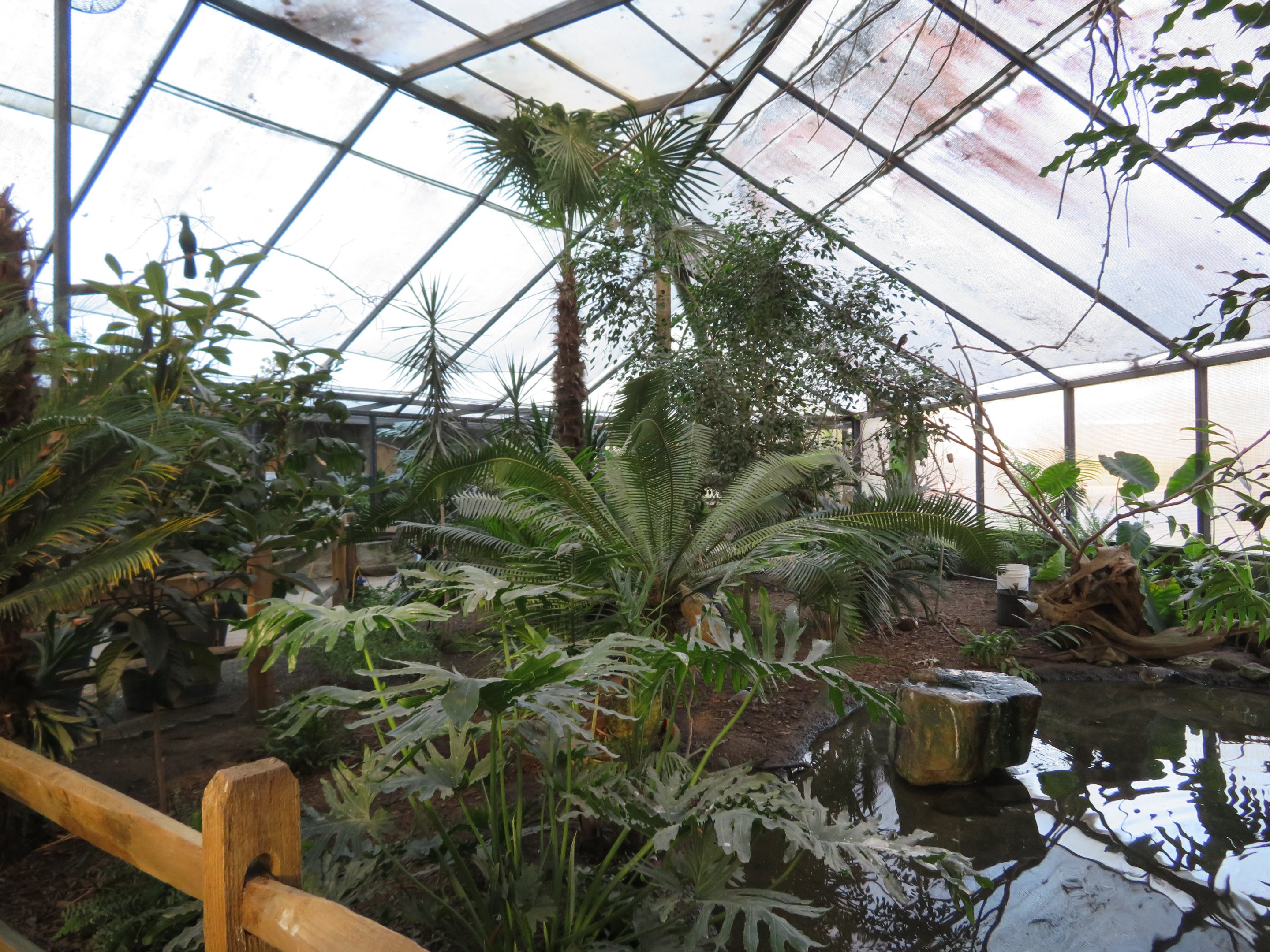 Wings of the Tropics