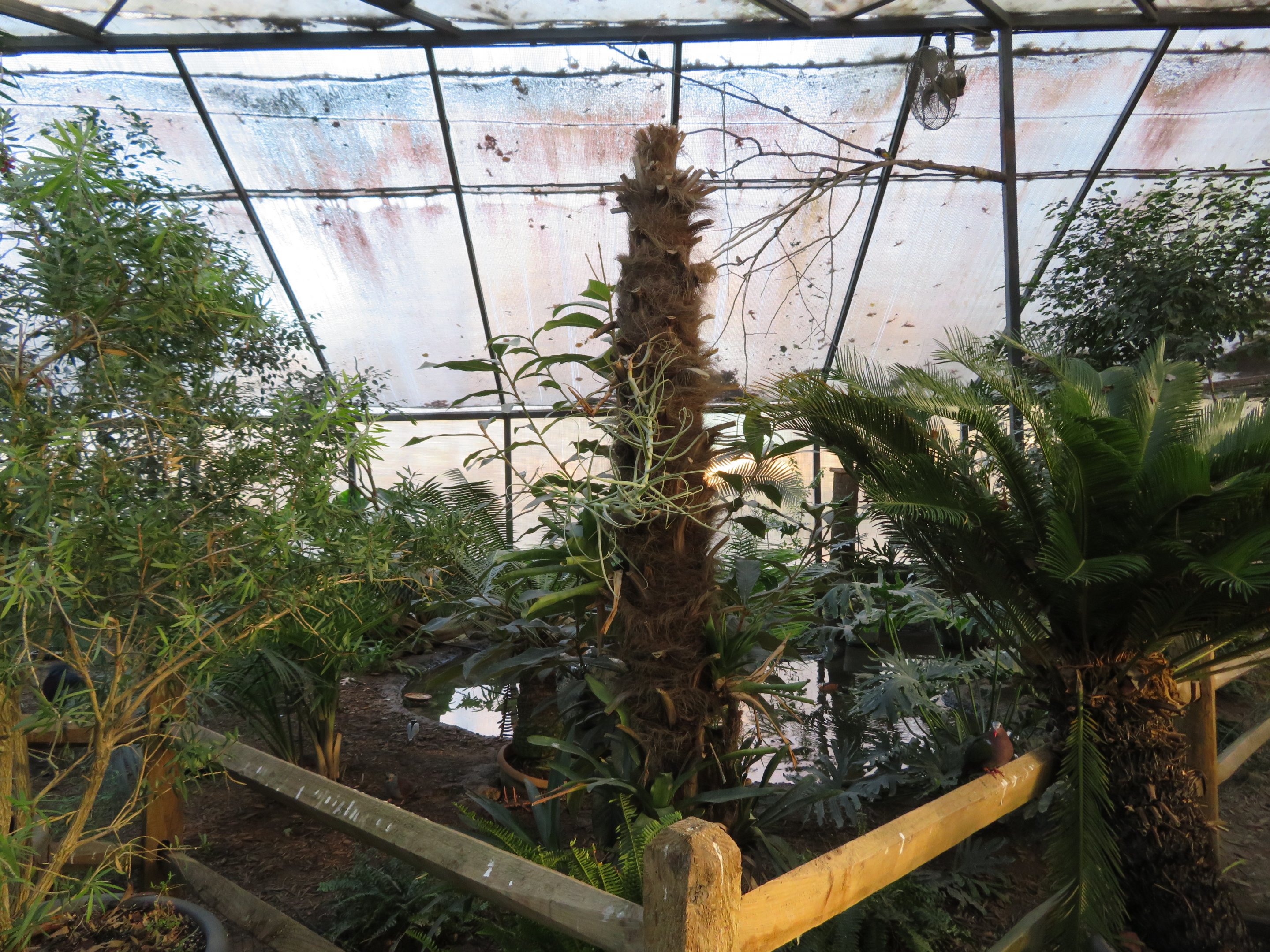 Wings of the Tropics