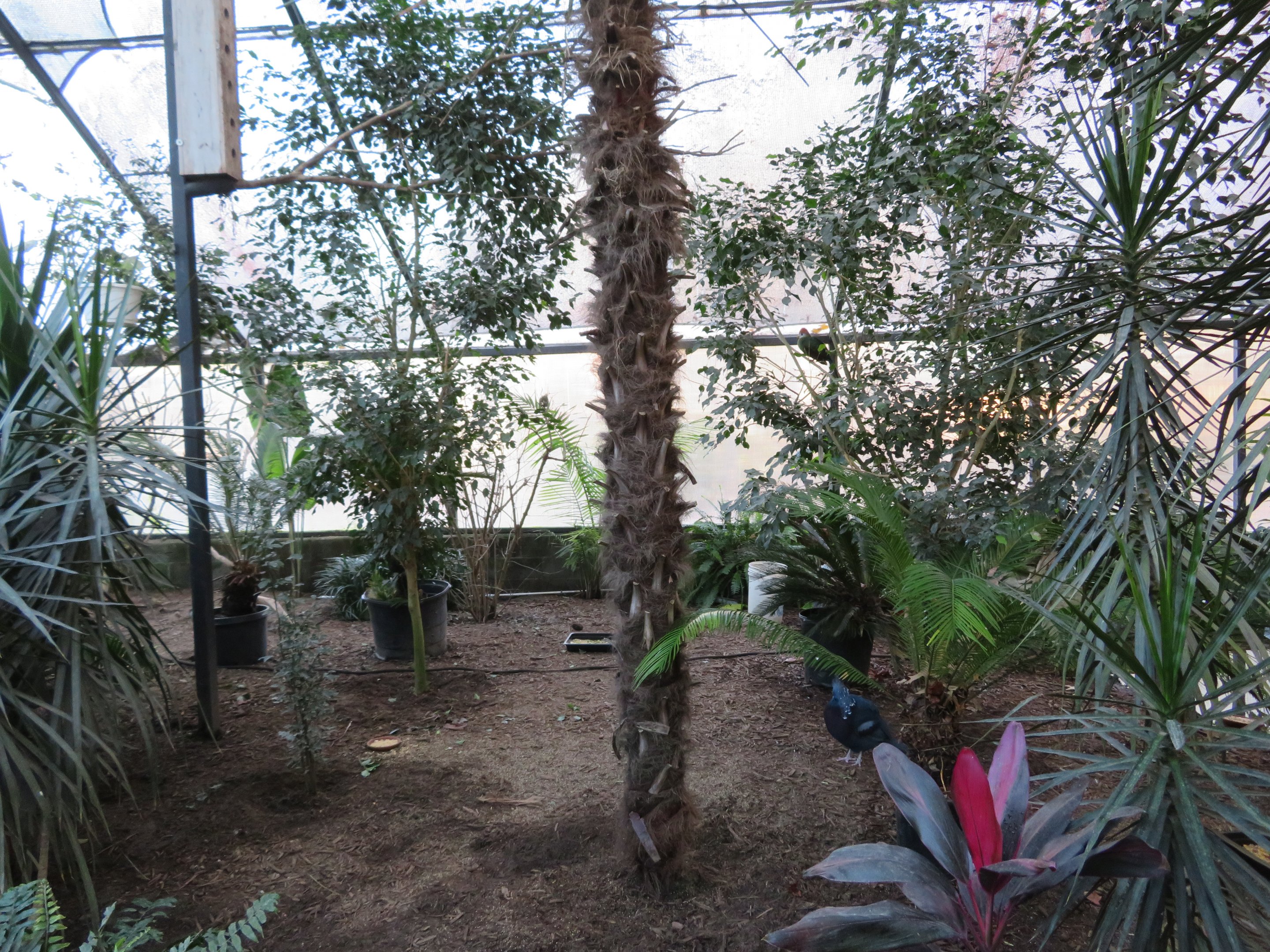 Wings of the Tropics