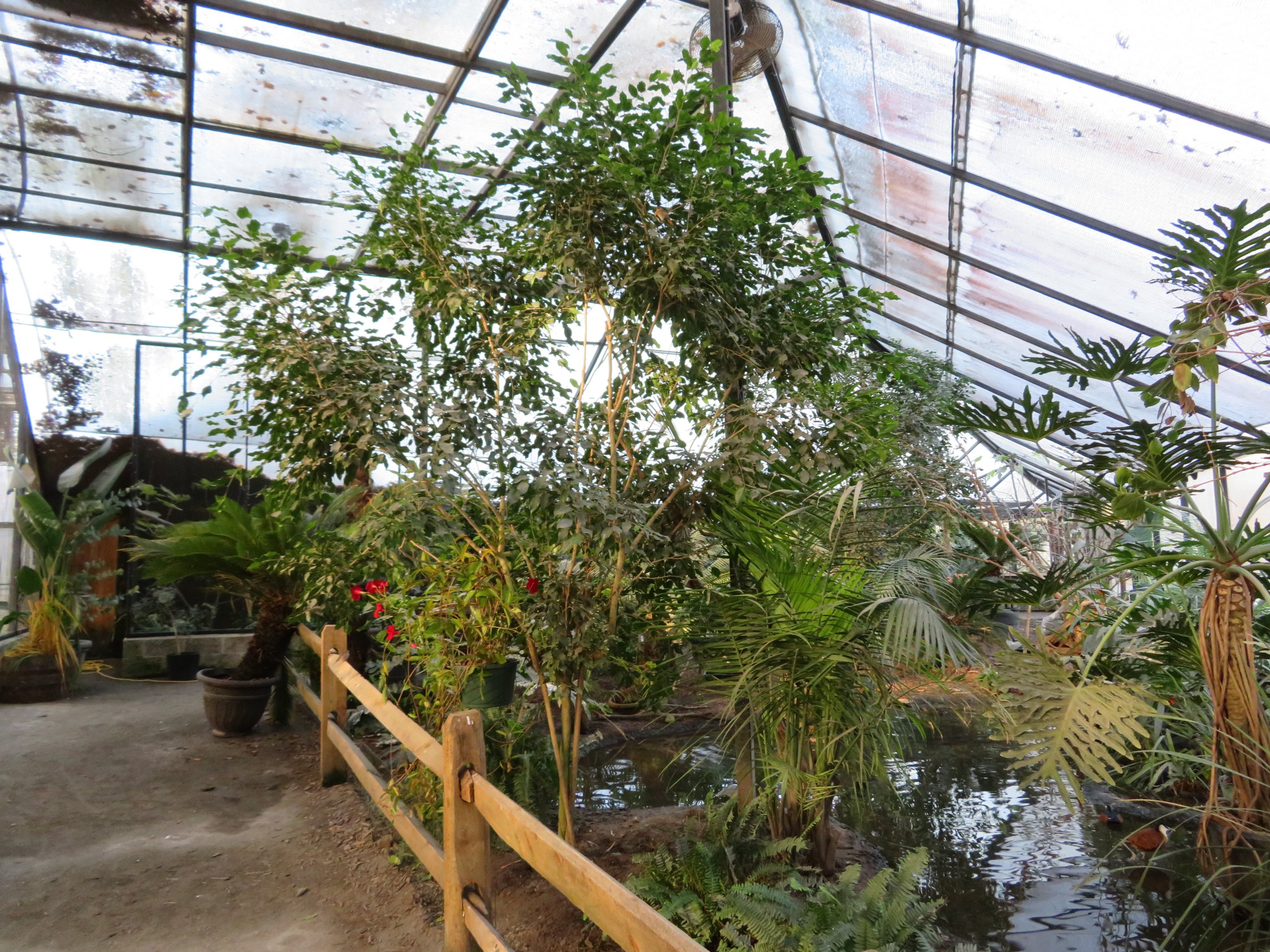 Wings of the Tropics