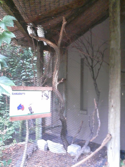 Wings of the Wolrd- Laughing Kookaburra exhibit