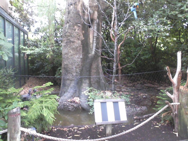 Wings of the World: A Celebration of Flight- Mixed Bird Species exhibit