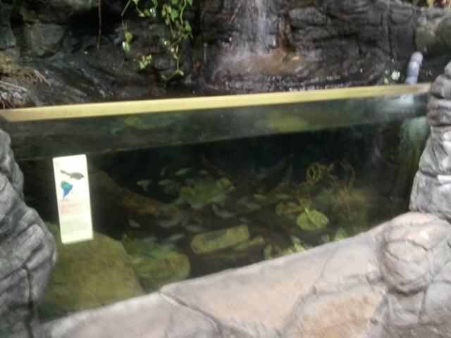 Wings of the World-Amazon-Mata mata tank