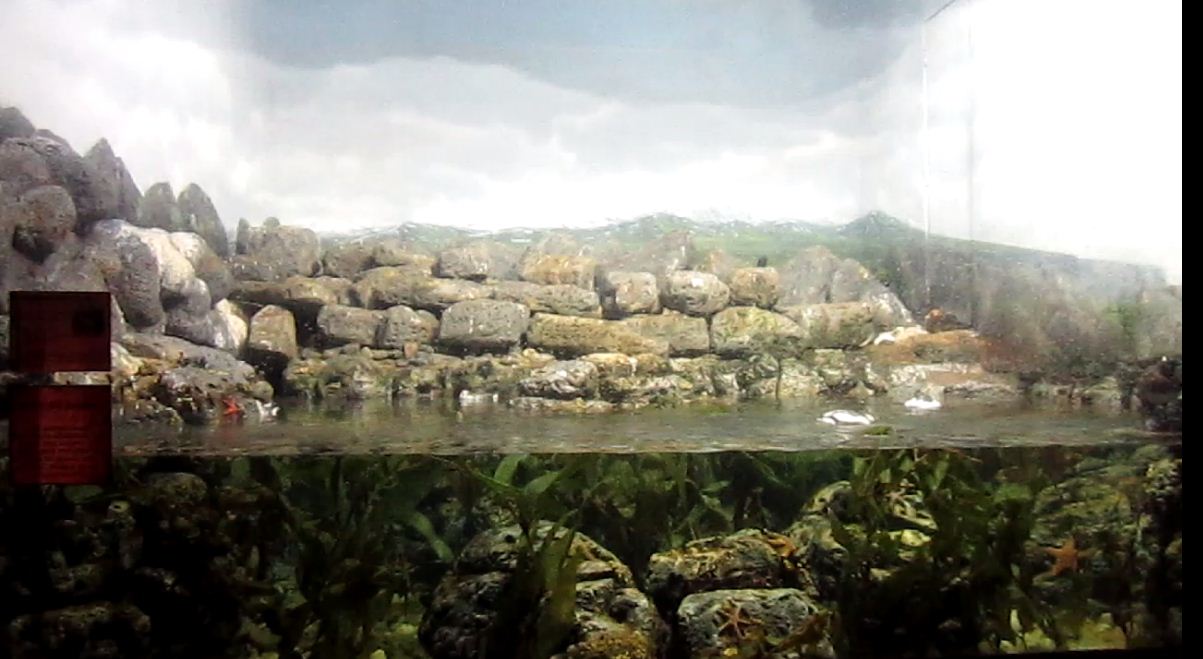 Wings of the World-Arctic Islands