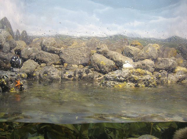 Wings of the World-Arctic Islands