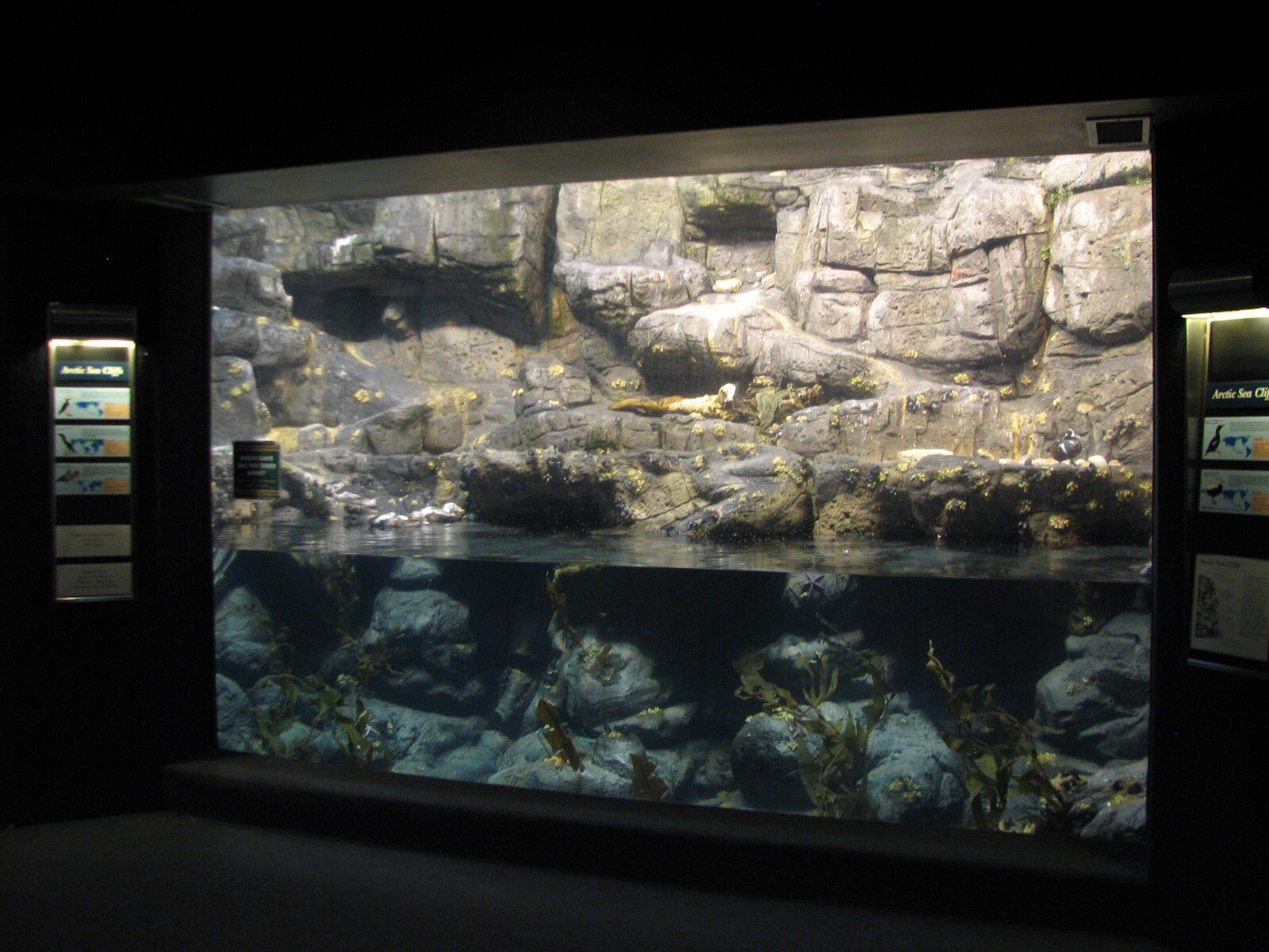Wings of the World - Arctic Sea Cliffs Exhibit