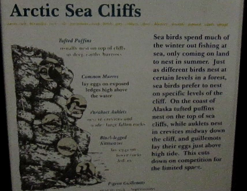 Wings of the World-Arctic Sea Cliffs-Sign