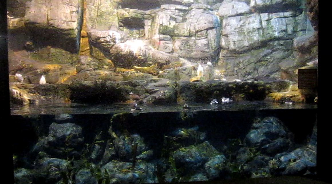 Wings of the World-Arctic Sea Cliffs