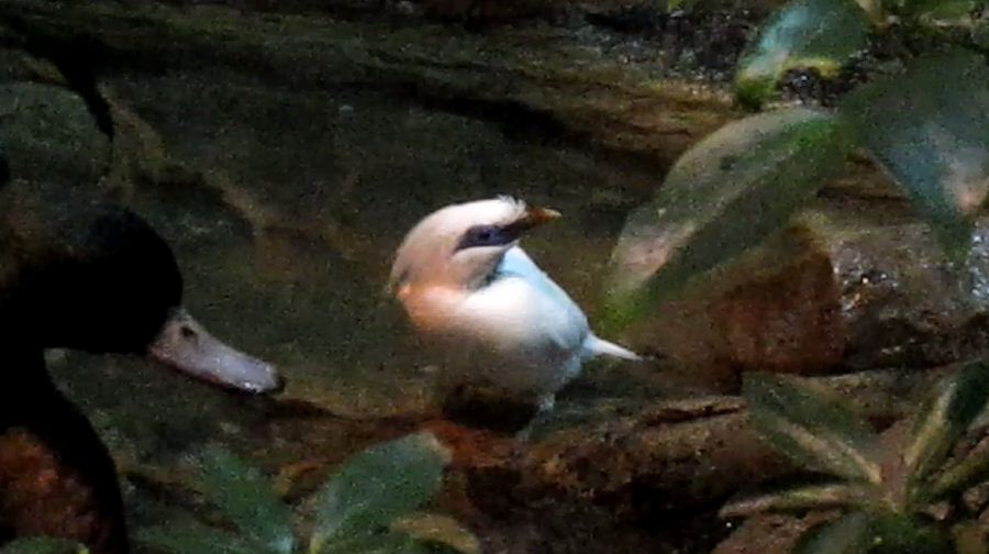 Wings of the World-Australasia-Bali Mynah + Chestnut Teal