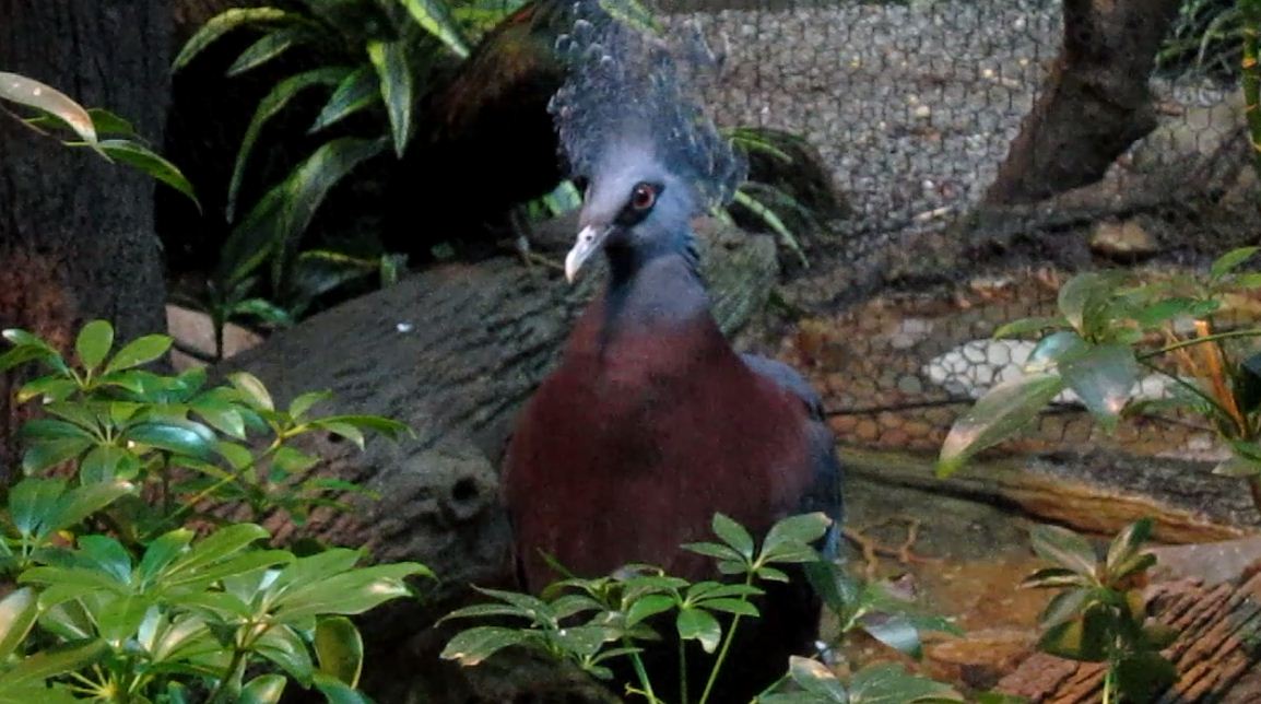 Wings of the World-Australasia-Victoria Crowned Pigeon