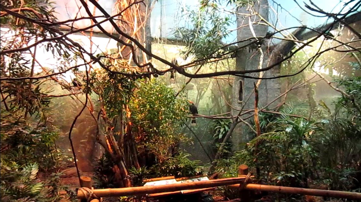 Wings of the World-Australasia