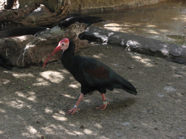 Wings of the World Aviary - Southern Bald Ibis