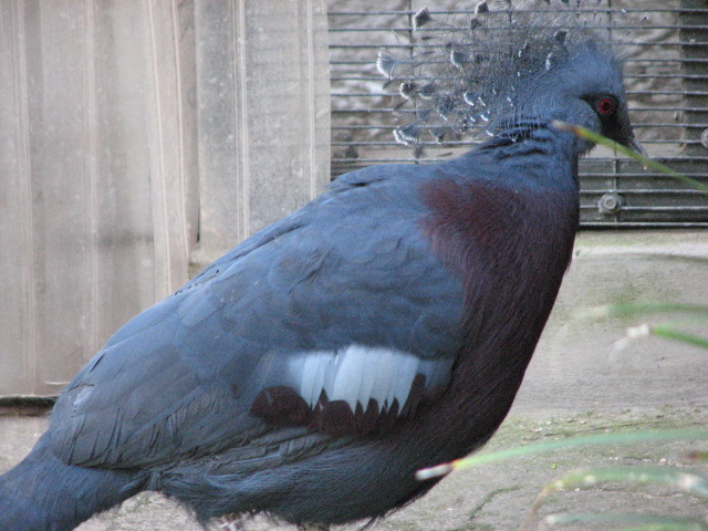Wings of the World Aviary - Victoria Crowned Pigeon