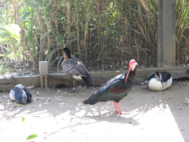 Wings of the World Aviary