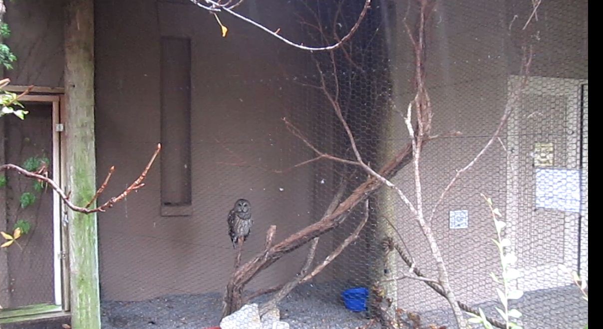 Wings of the World-Barred Owl exhibit