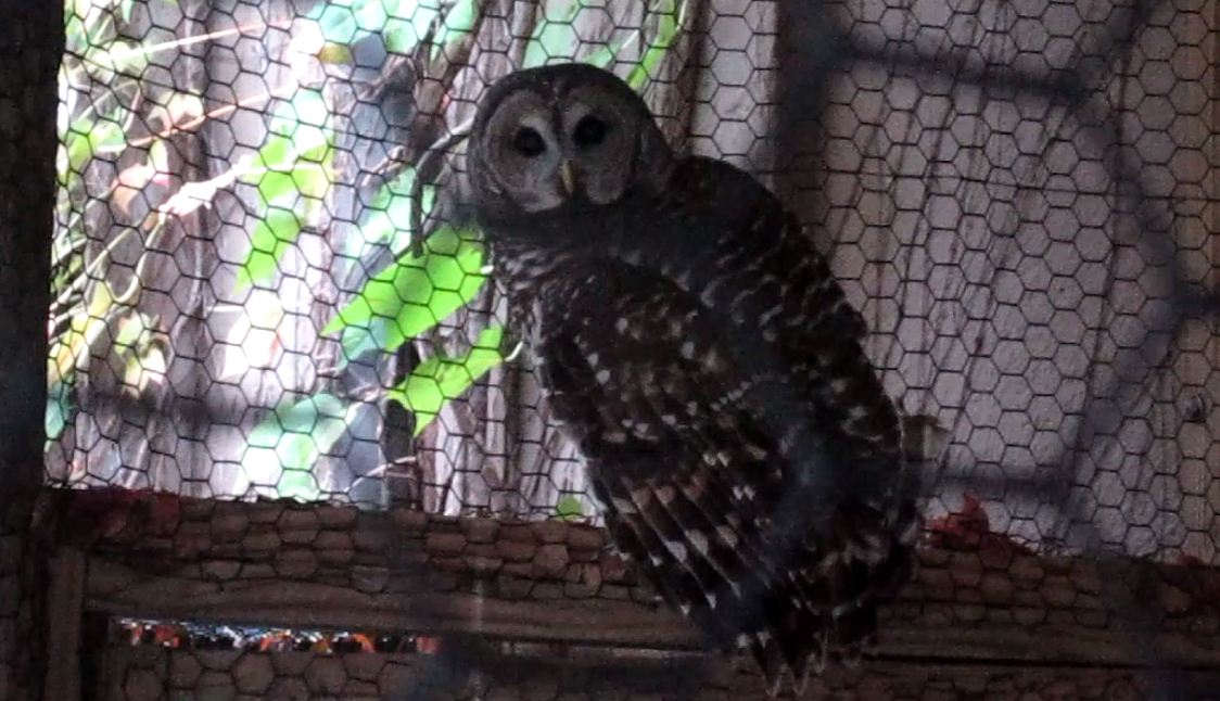 Wings of the World-Barred Owl