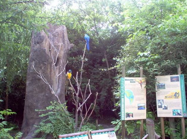 Wings of the World-Blue-and-Gold + Blue-throated Macaw Exhibit