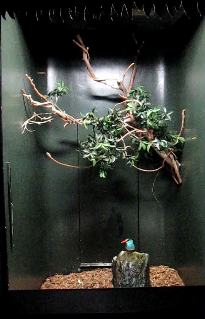 Wings of the World-Blue-breasted Kingfisher exhibit