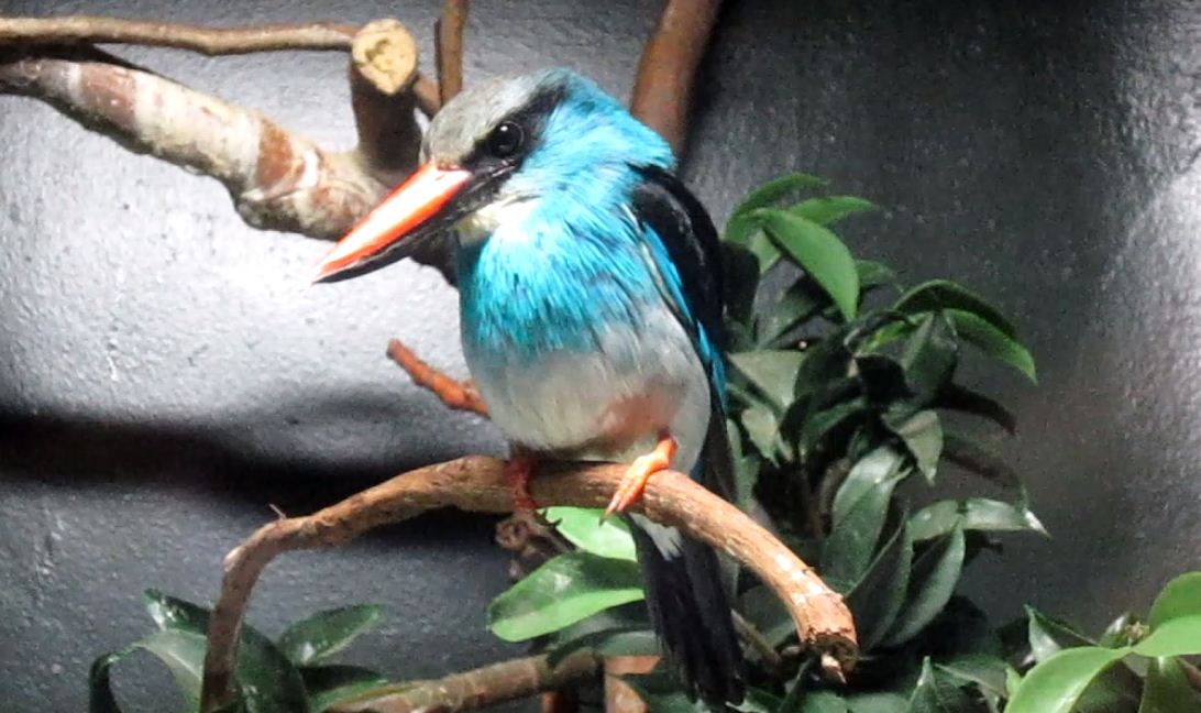 Wings of the World-Blue-breasted Kingfisher