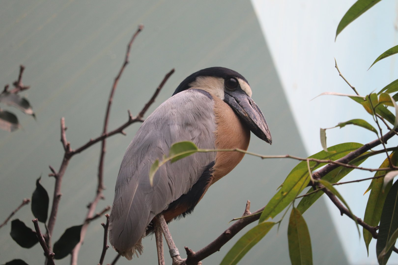 Wings of The World - Boat-Billed Heron