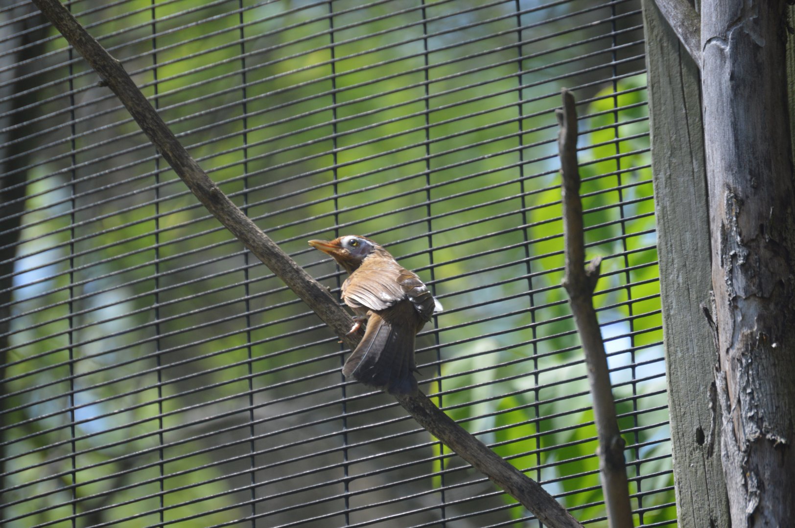 Wings of the World - Chinese Hwamei (Garrulax canorus)