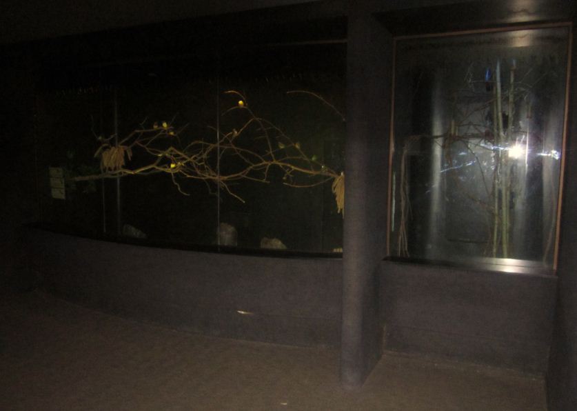 Wings of the World-Feather-tail Glider + Bourke's Parakeet, Gouldian Finch,