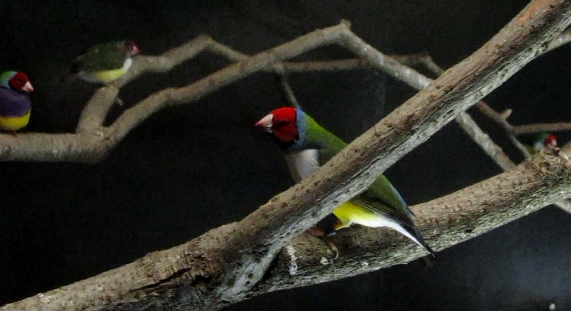 Wings of the World-Gouldian Finch