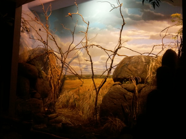 Wings of the World-Grasslands(7 species)