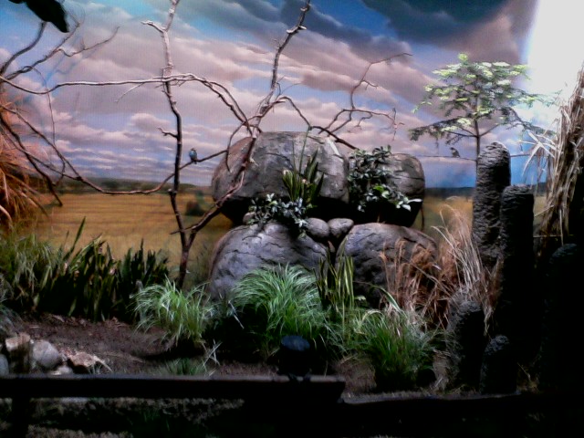 Wings of the World- Grasslands