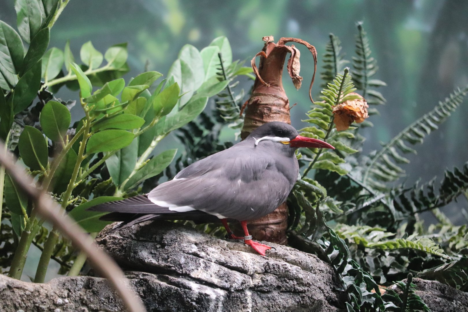 Wings of The World - Inca Tern