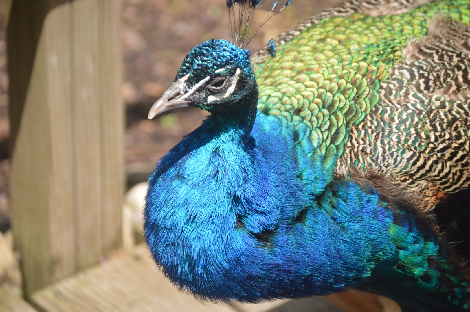 Wings of the World - Indian Peafowl (Pavo cristatus)