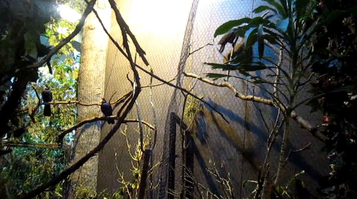 Wings of the World-Lady Ross's Turaco + Pesquet's Parrot exhibits