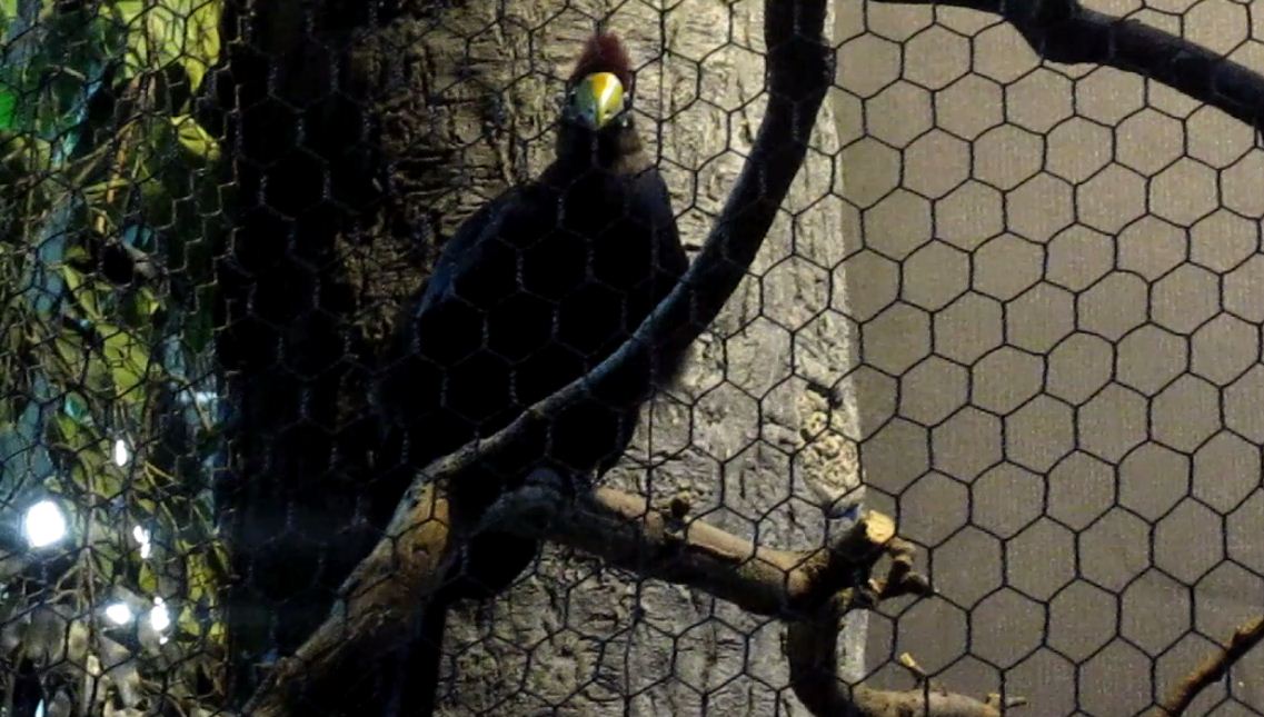 Wings of the World-Lady Ross's Turaco