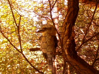 Wings of the World- Laughing Kookaburra