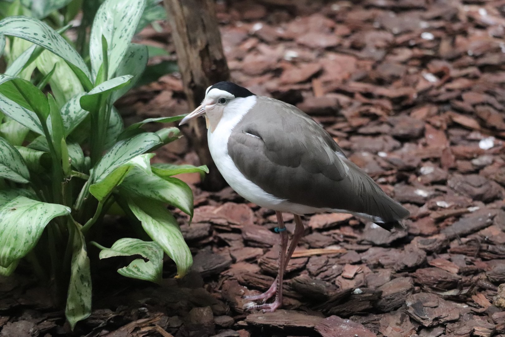 Wings of The World - Masked Lapwing