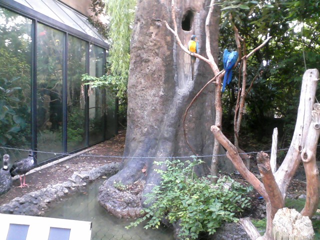 Wings of the World- Mixed Species Island