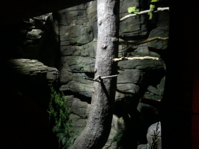 Wings of the World-Montane(2 species)