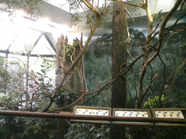 Wings of the World- Part of the Amazon display