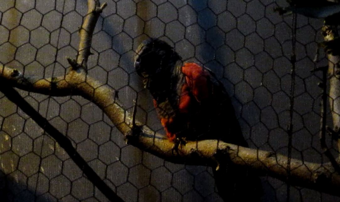 Wings of the World-Pesquet's Parrot