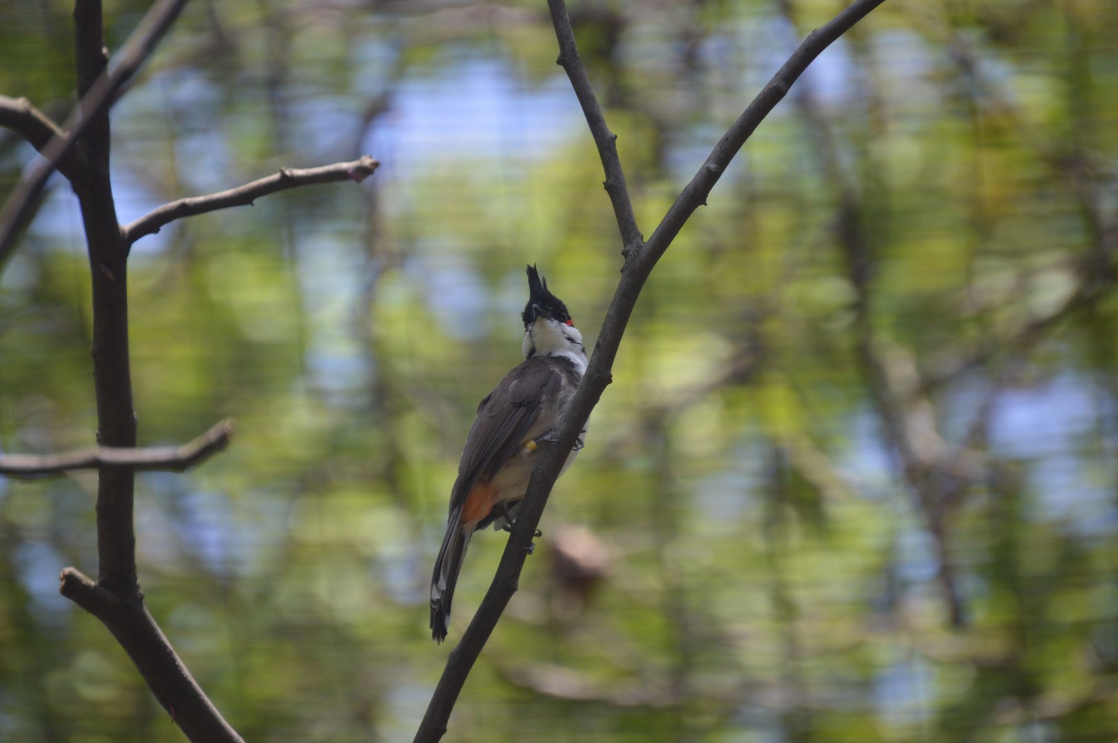 Wings of the World - Red-whiskered Bulbul (Pycnonotus jocosus)
