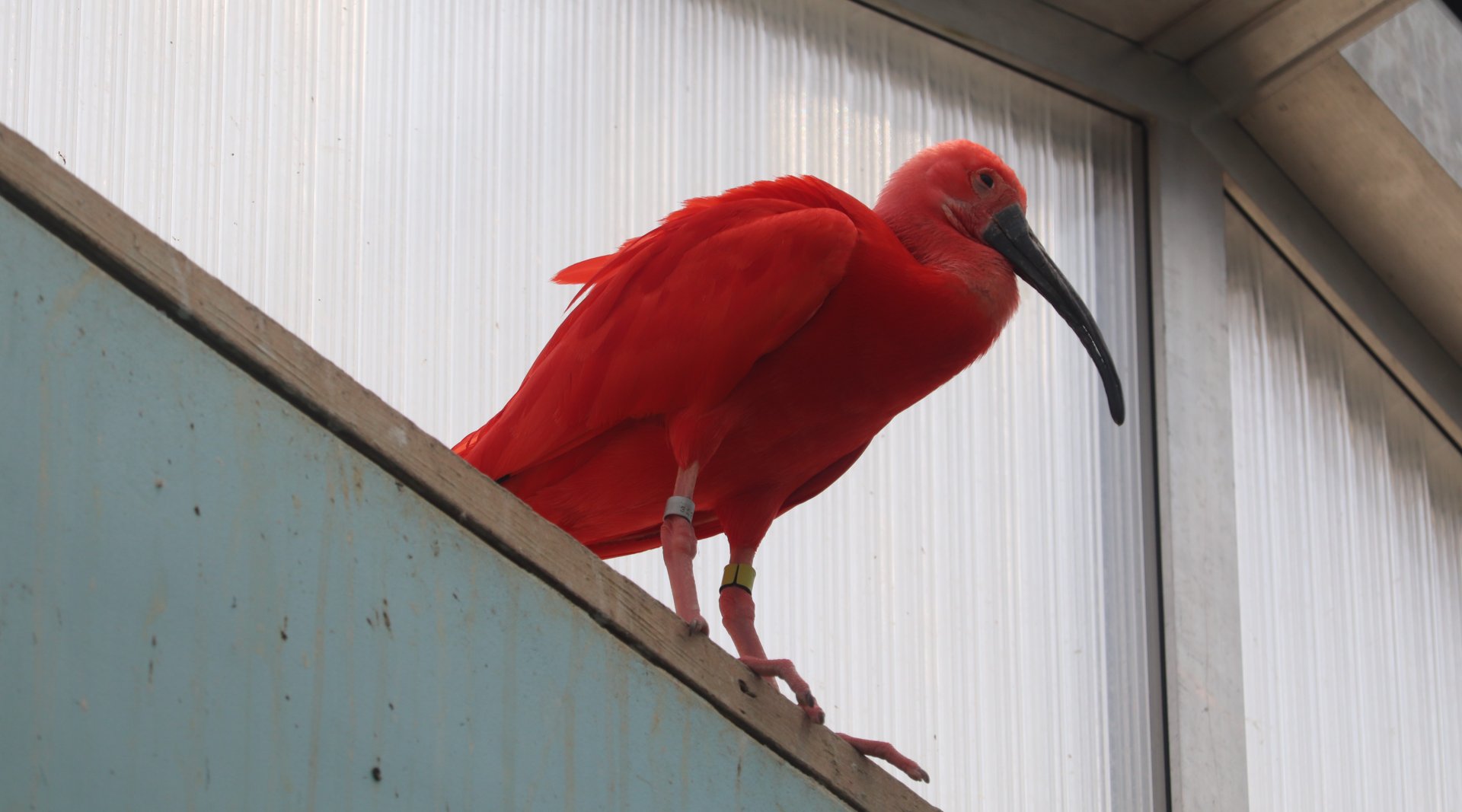 Wings of The World - Scarlet Ibis