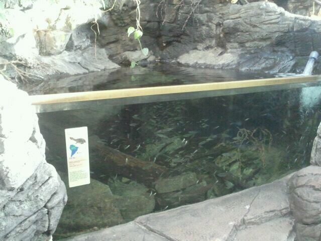 Wings of the World-South America-Mata Mata exhibit