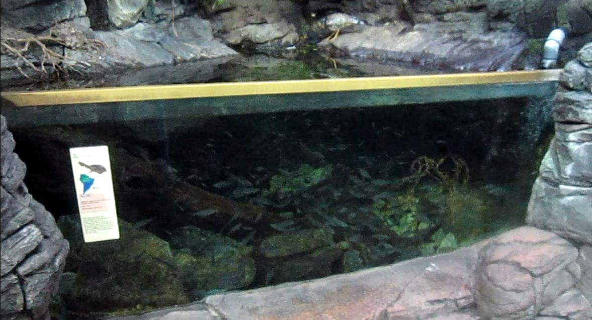 Wings of the World-South America-Mata Mata tank