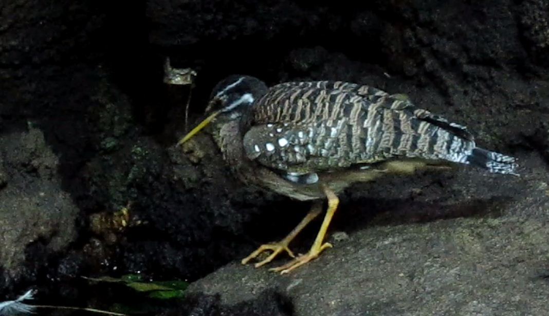 Wings of the World-South America-Sunbittern