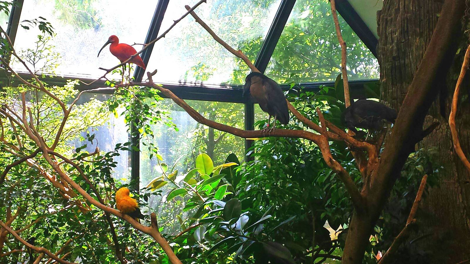 Wings of the World - South America