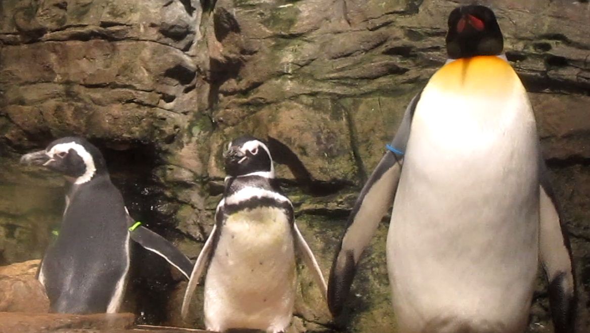 Wings of the World-Sub-antarctic Coast-Magellanic + King Penguins